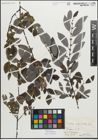 Foto von Salix myrsinifolia Salisb.
